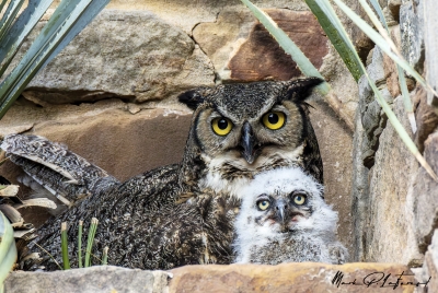 Athena Great Horned Owl 2025